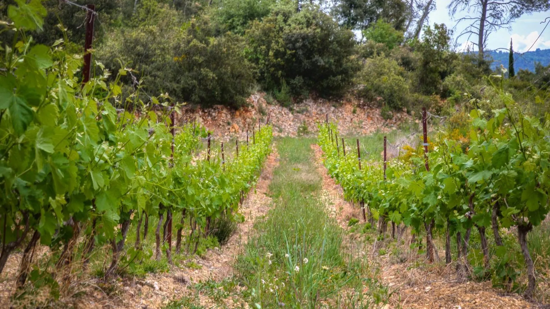 Maison De La Fare Plongez En Pleine Nature Carcès Semesterbostad